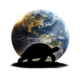 Steady Turtle